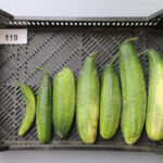 Quellenangabe: Bundessortenamt 2020