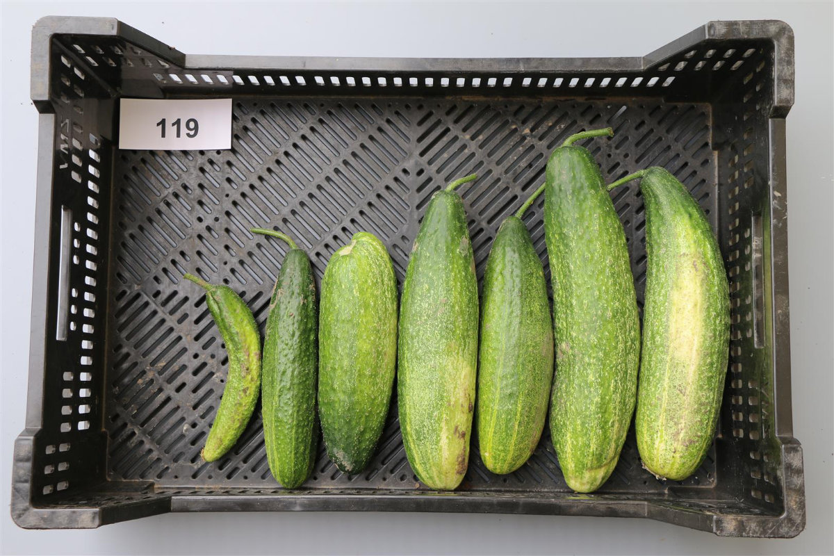 Quellenangabe: Bundessortenamt 2020