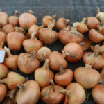 Quellenangabe: Bundessortenamt 2020