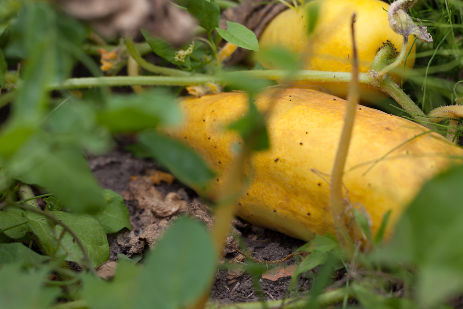 Samenträger einer alten Gurken-Sorte