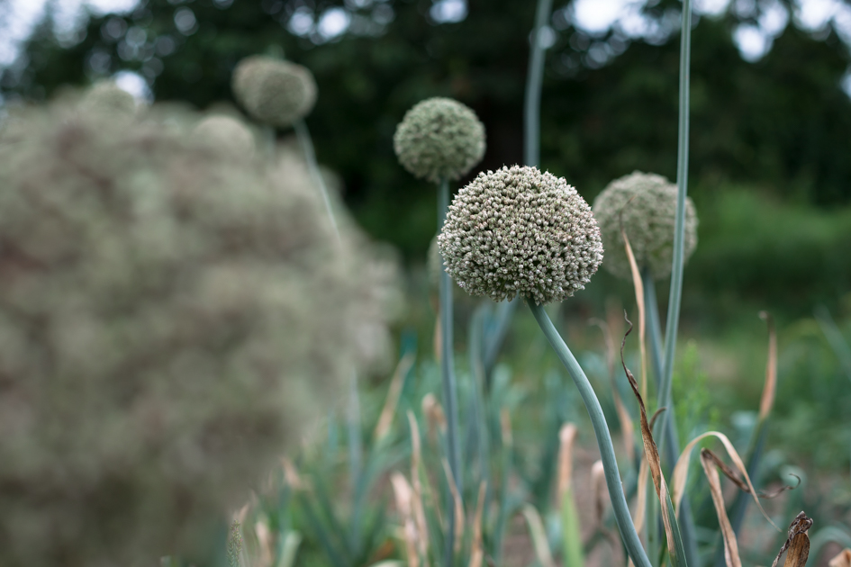 Samentraeger alte Lauch-Sorte © Sarah Trunk Fotografie