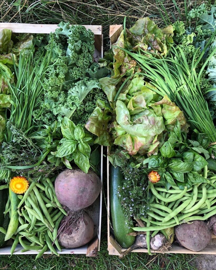 Gemüse © Gemüsebau Anja Lademann und Thomas Friebel