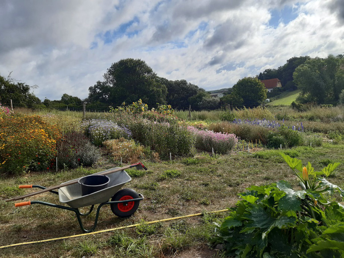 Acker © Samenbau und Blumen Alexandra Becker