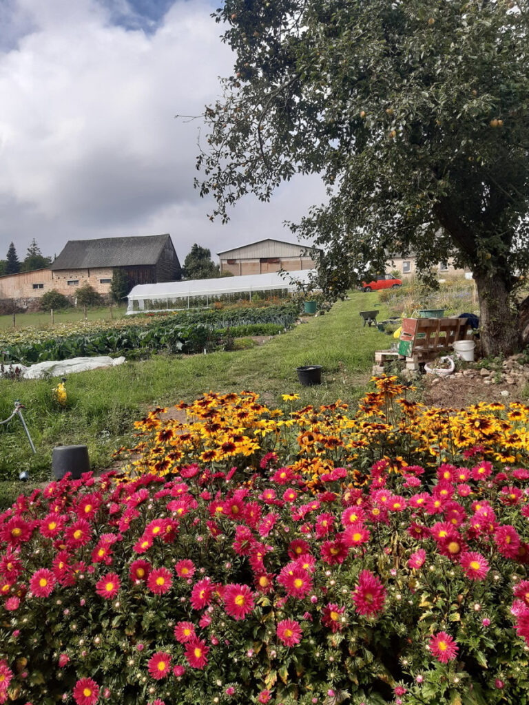 Blumen © Samenbau und Blumen Alexandra Becker