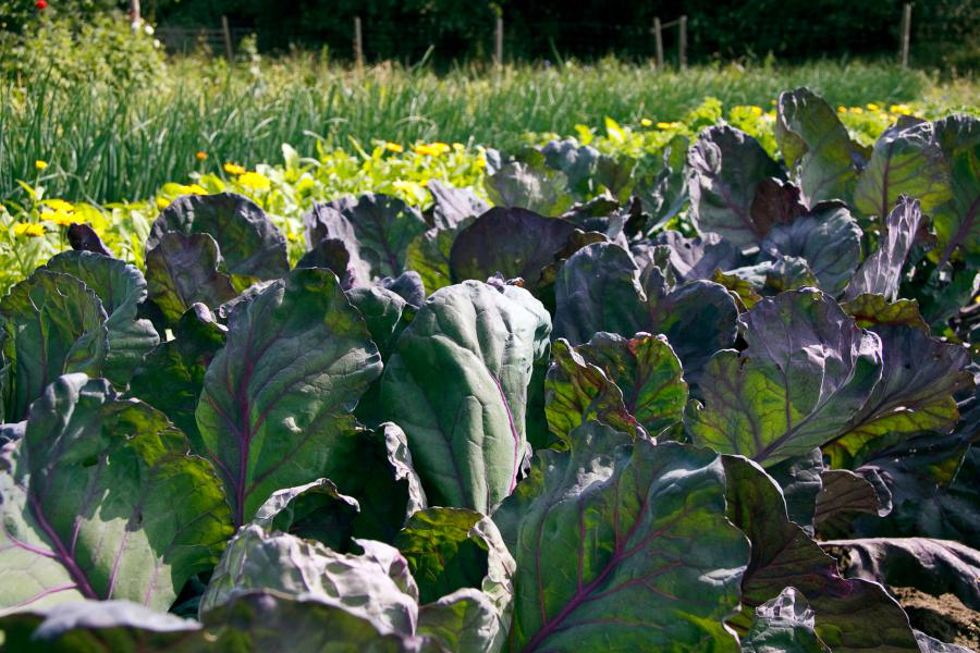 Domäne Dahlem Gemüsebau-Betrieb in Berlin, Kohl, Foto K. Wendtland