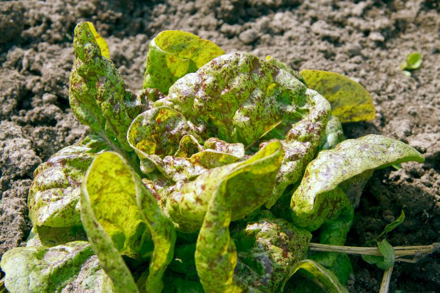 Domäne Dahlem Gemüsebau-Betrieb in Berlin, Salat, Foto K. Wendtland