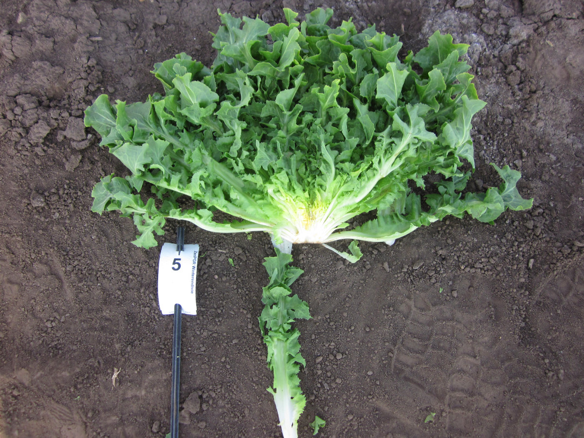 Quellenangabe: Bundessortenamt 2019