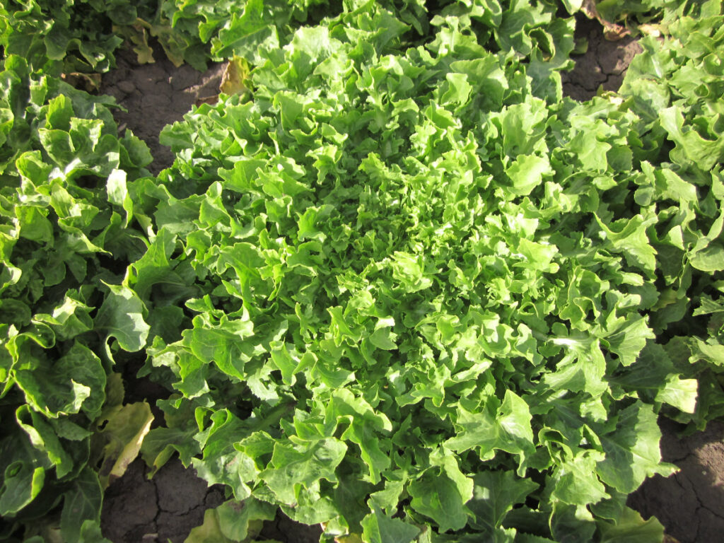 Quellenangabe: Bundessortenamt 2019