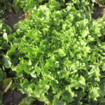 Quellenangabe: Bundessortenamt 2019