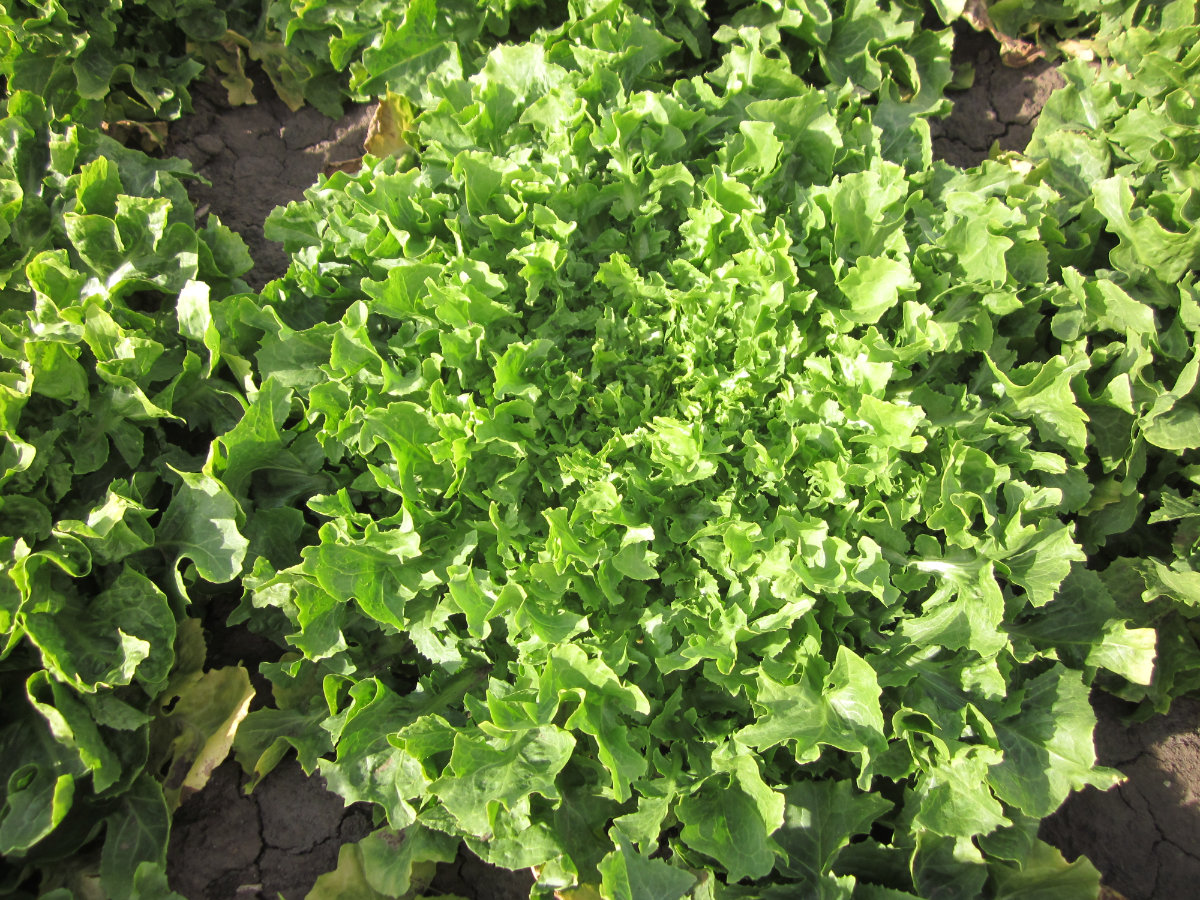 Quellenangabe: Bundessortenamt 2019