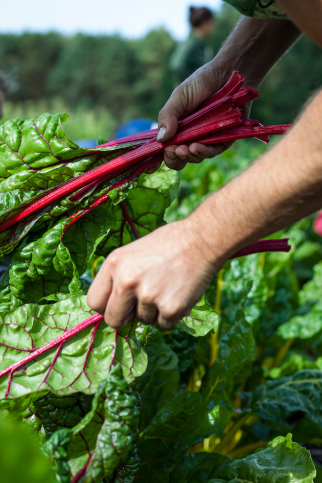 Gärtnerin erntet alte Mangold-Sorte (C) Sarah Trunk Fotografie