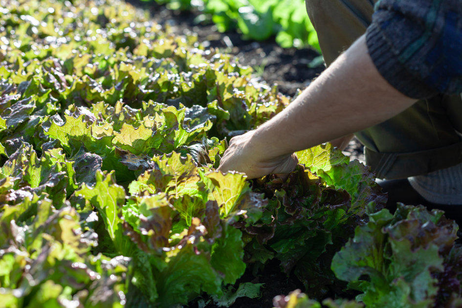 Ernte alte Salat-Sorte © Sarah Trunk Fotografie