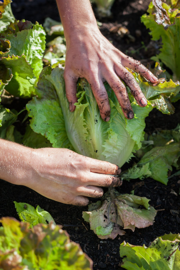 Gärtnerin erntet alte Salat-Sorte (C) Sarah Trunk Fotografie