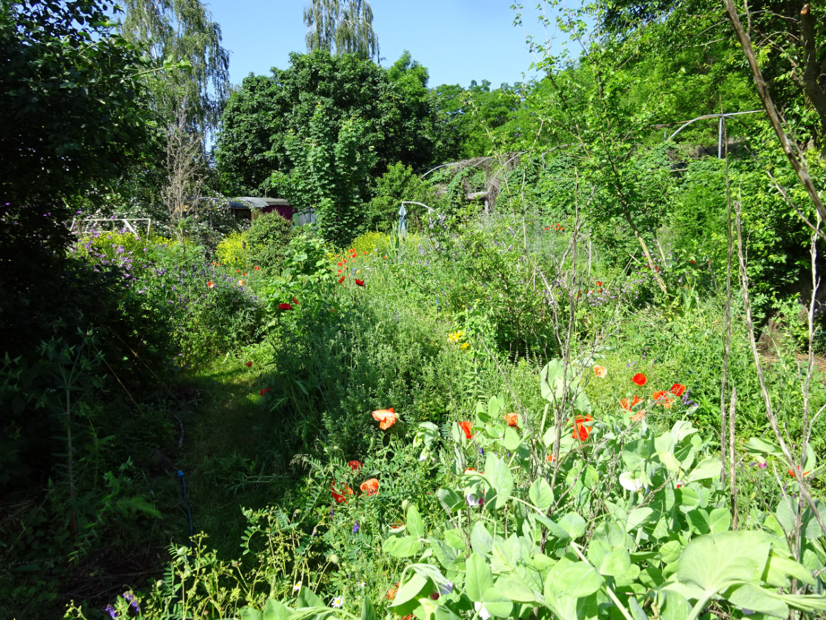 Garten © Saatgut- und Permakulturgarten Alt-Rosenthal