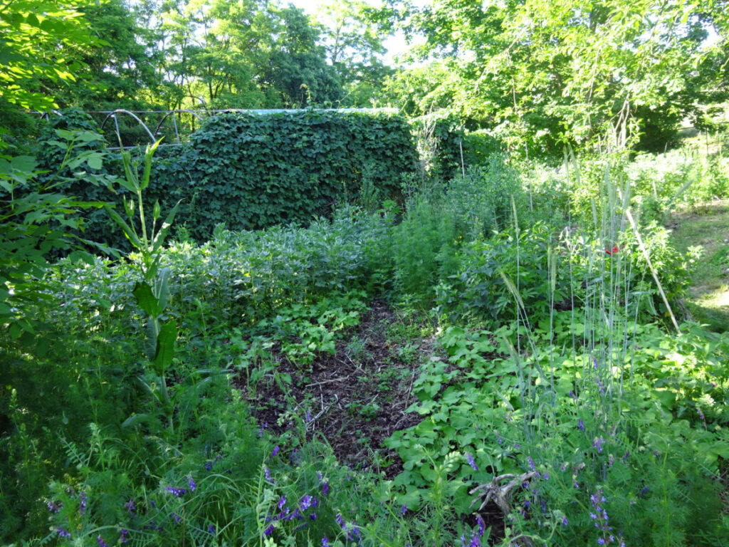 Garten © Saatgut- und Permakulturgarten Alt-Rosenthal