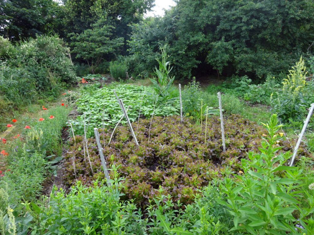 Garten © Saatgut- und Permakulturgarten Alt-Rosenthal