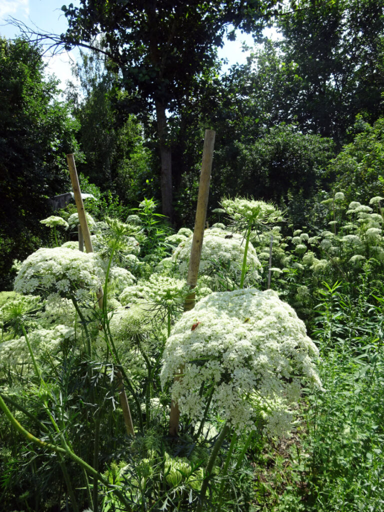 Garten © Saatgut- und Permakulturgarten Alt-Rosenthal