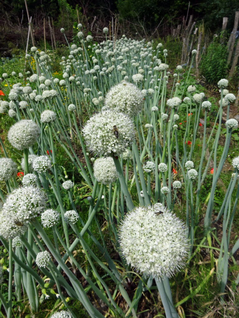 Garten © Saatgut- und Permakulturgarten Alt-Rosenthal