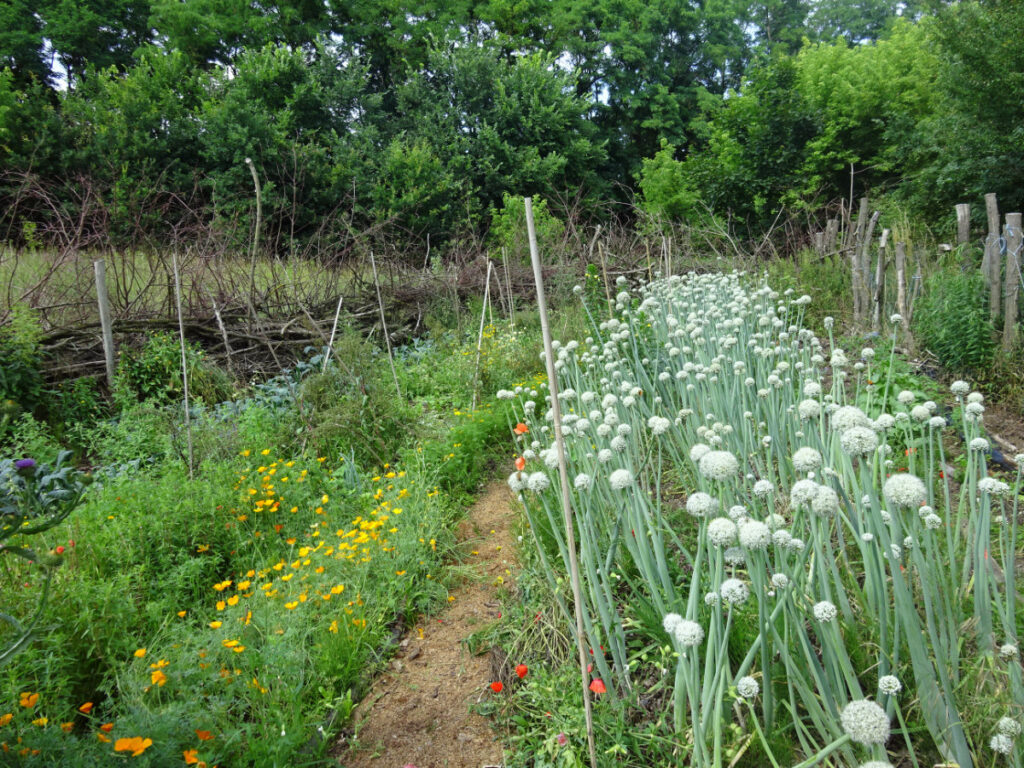 Garten © Saatgut- und Permakulturgarten Alt-Rosenthal