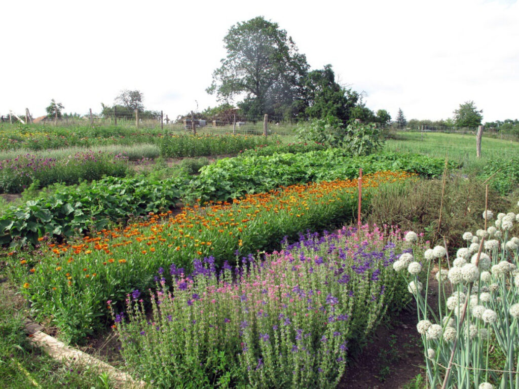 Garten © Samenbau und Blumen Alexandra Becker