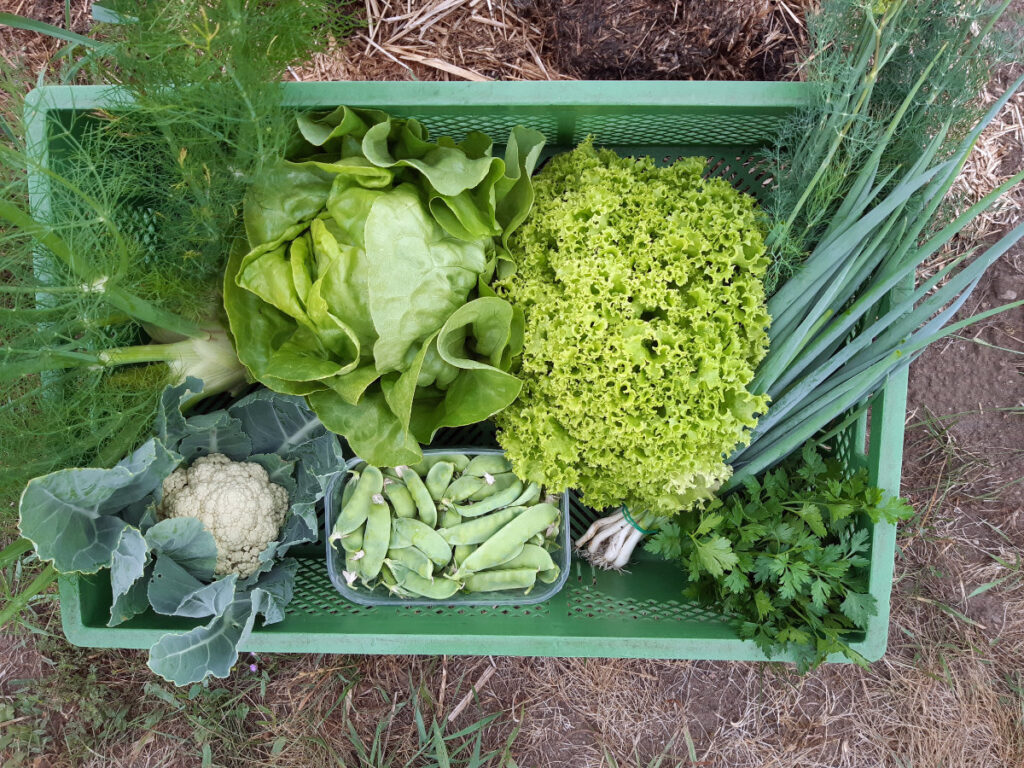 Gemüsekiste © Gemüsebau Lydia Täschner