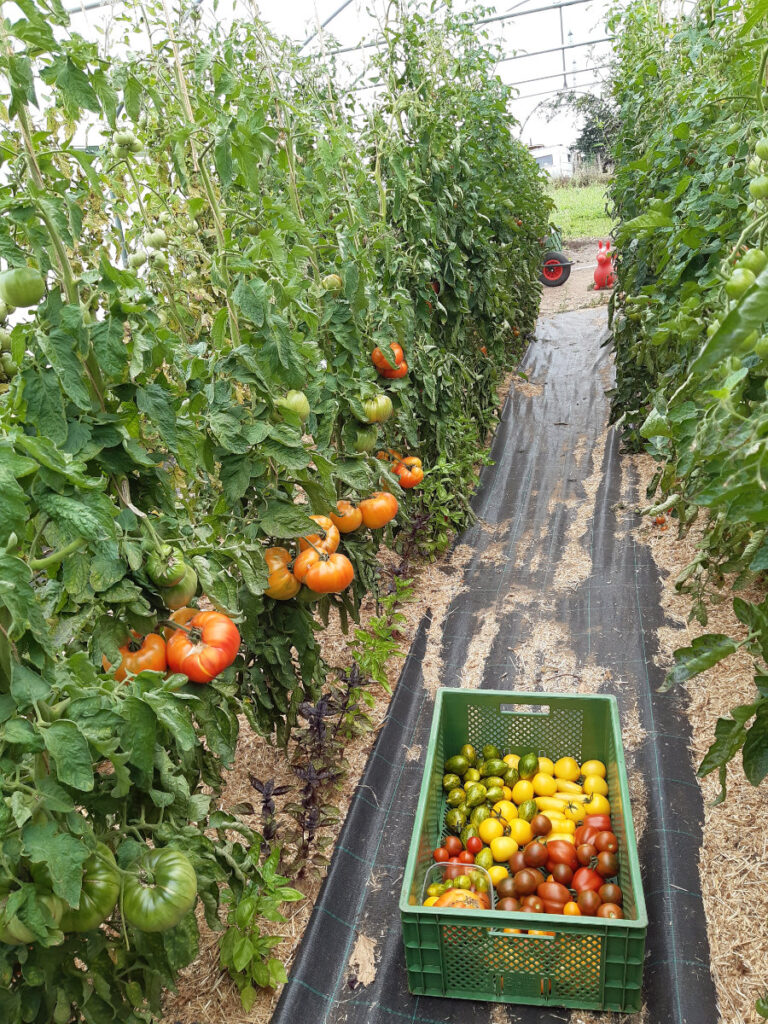 Gewächshaus © Gemüsebau Lydia Täschner