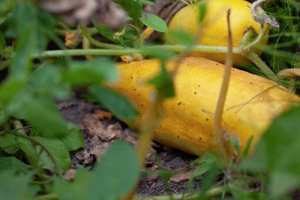 Samenträger einer alten Gurken-Sorte © Sarah Trunk Fotografie