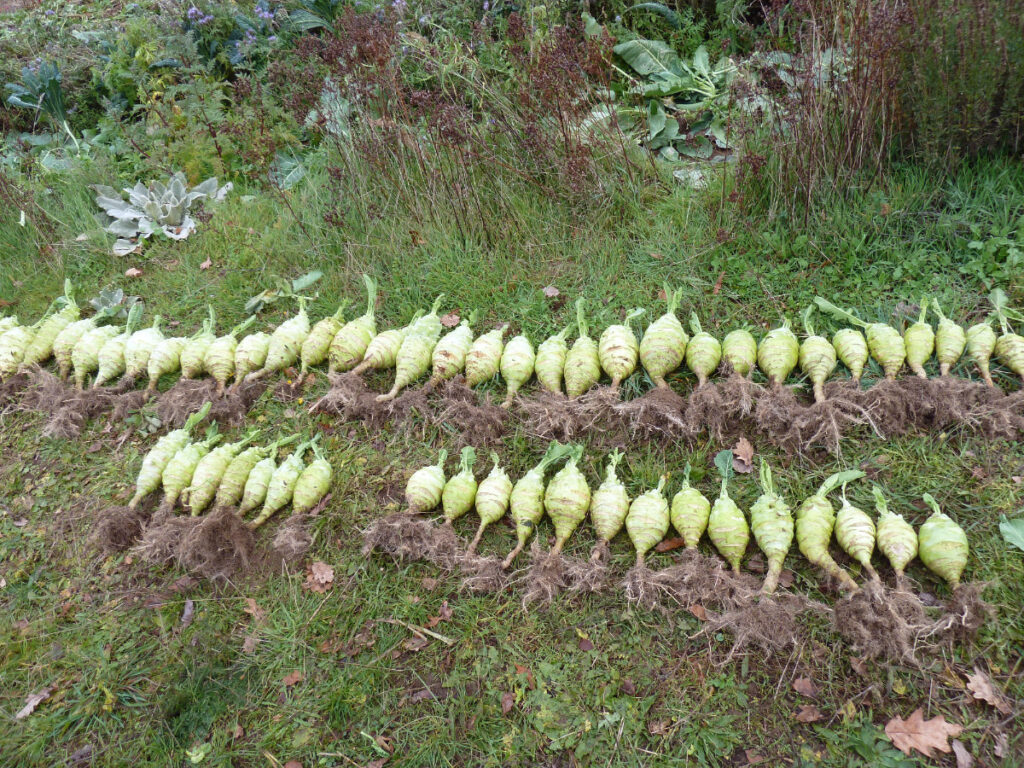 Kohlrabi Böhmischer Strunk 2019 © Landwirtschaftsbetrieb Johannishöhe