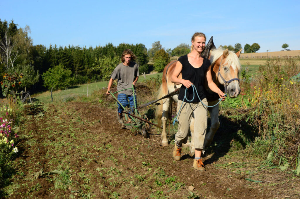 Pferdearbeit © Landwirtschaftsbetrieb Johannishöhe