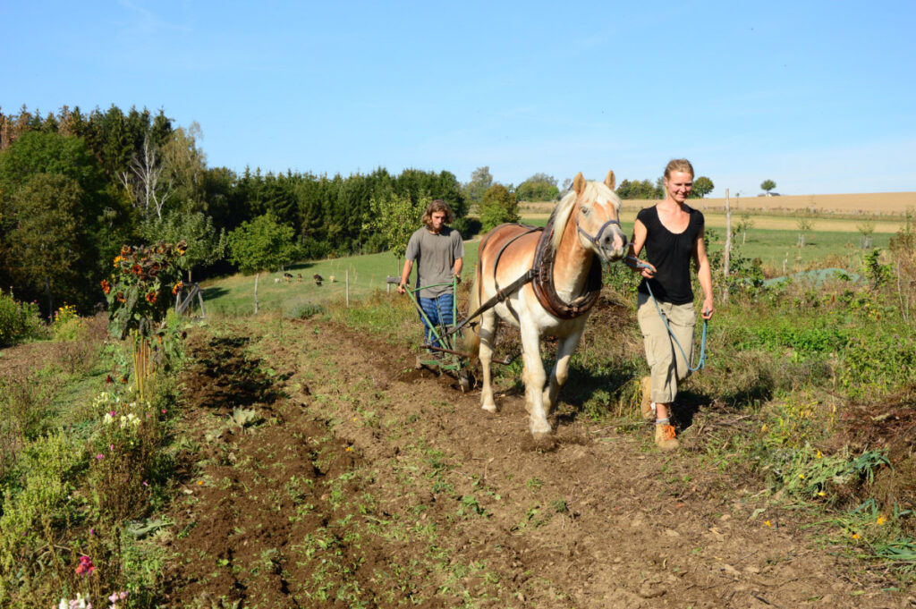 Pferdearbeit © Landwirtschaftsbetrieb Johannishöhe