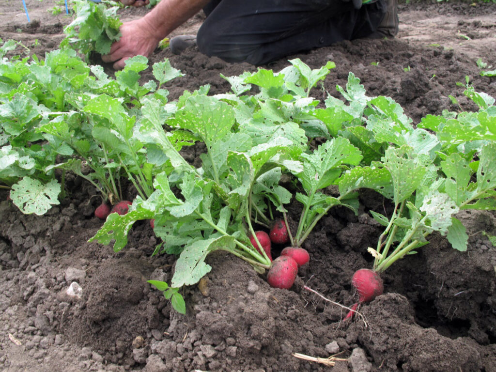 Radieschen © VERN e.V.