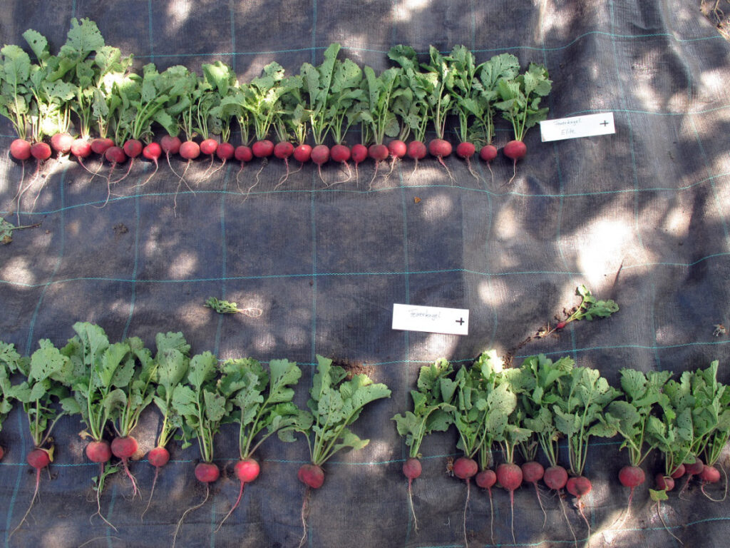 Radieschen © VERN e.V.