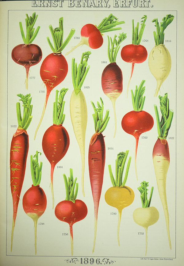 Quellenangabe: Benary, Ernst (1896): Hauptverzeichnis 1896 ; Ernst Benary Samenhandlung Erfurt