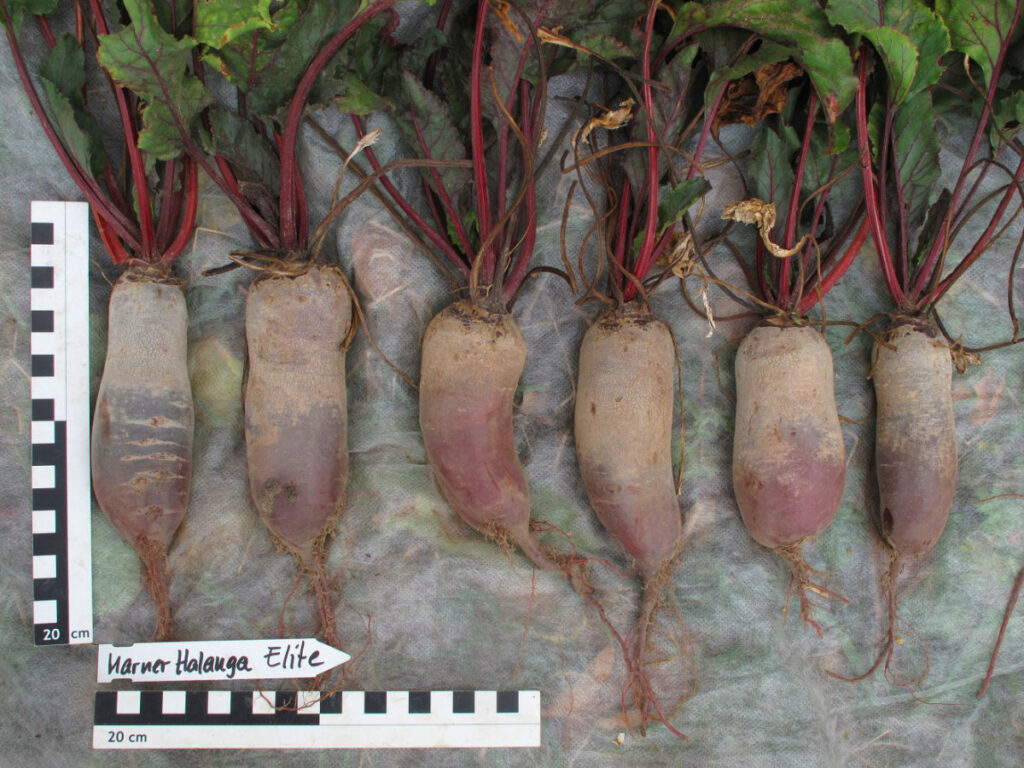 Rote Bete Marner Halanga © VERN e.V.