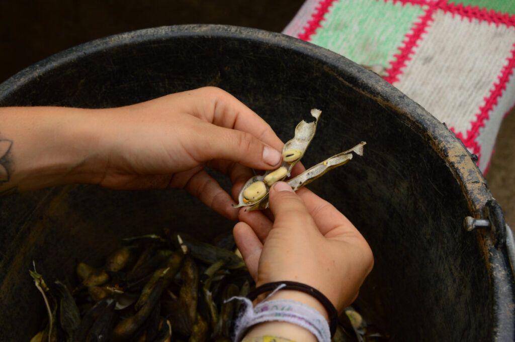 Saatgut © Landwirtschaftsbetrieb Johannishöhe