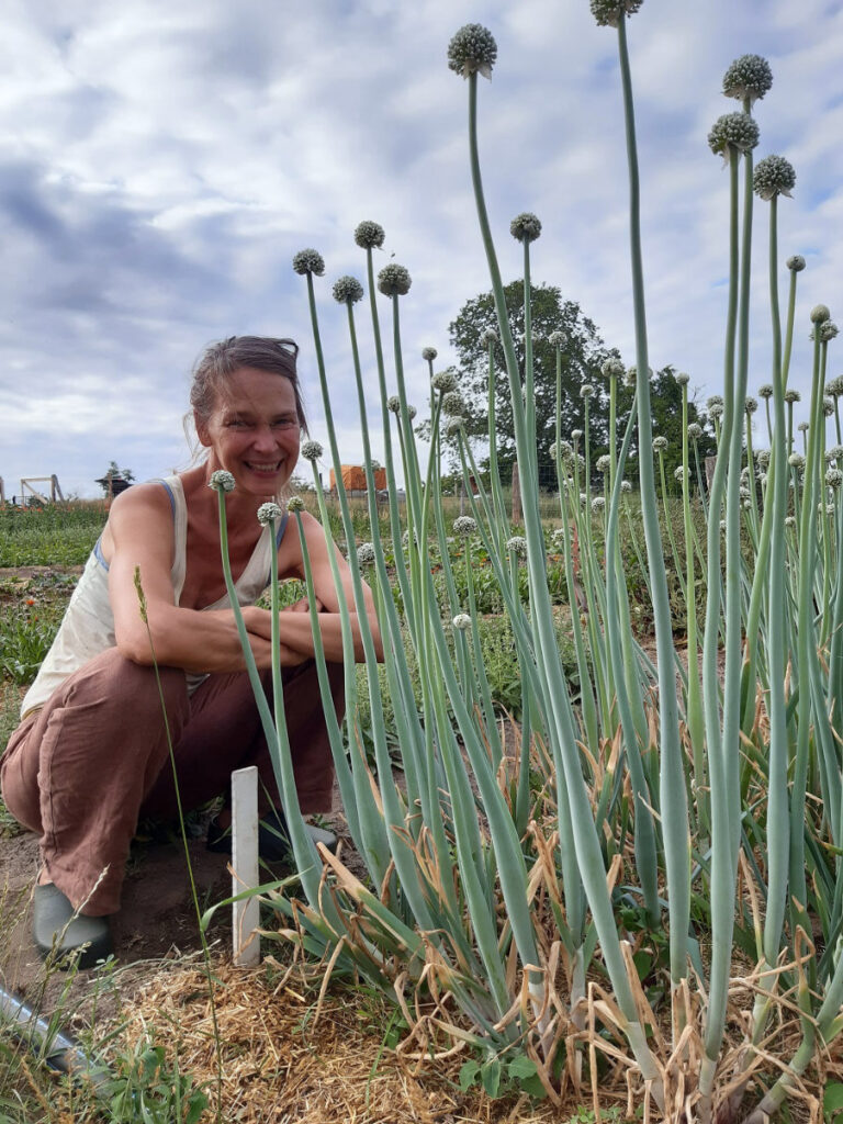 Zwiebelblüte © Samenbau und Blumen Alexandra Becker