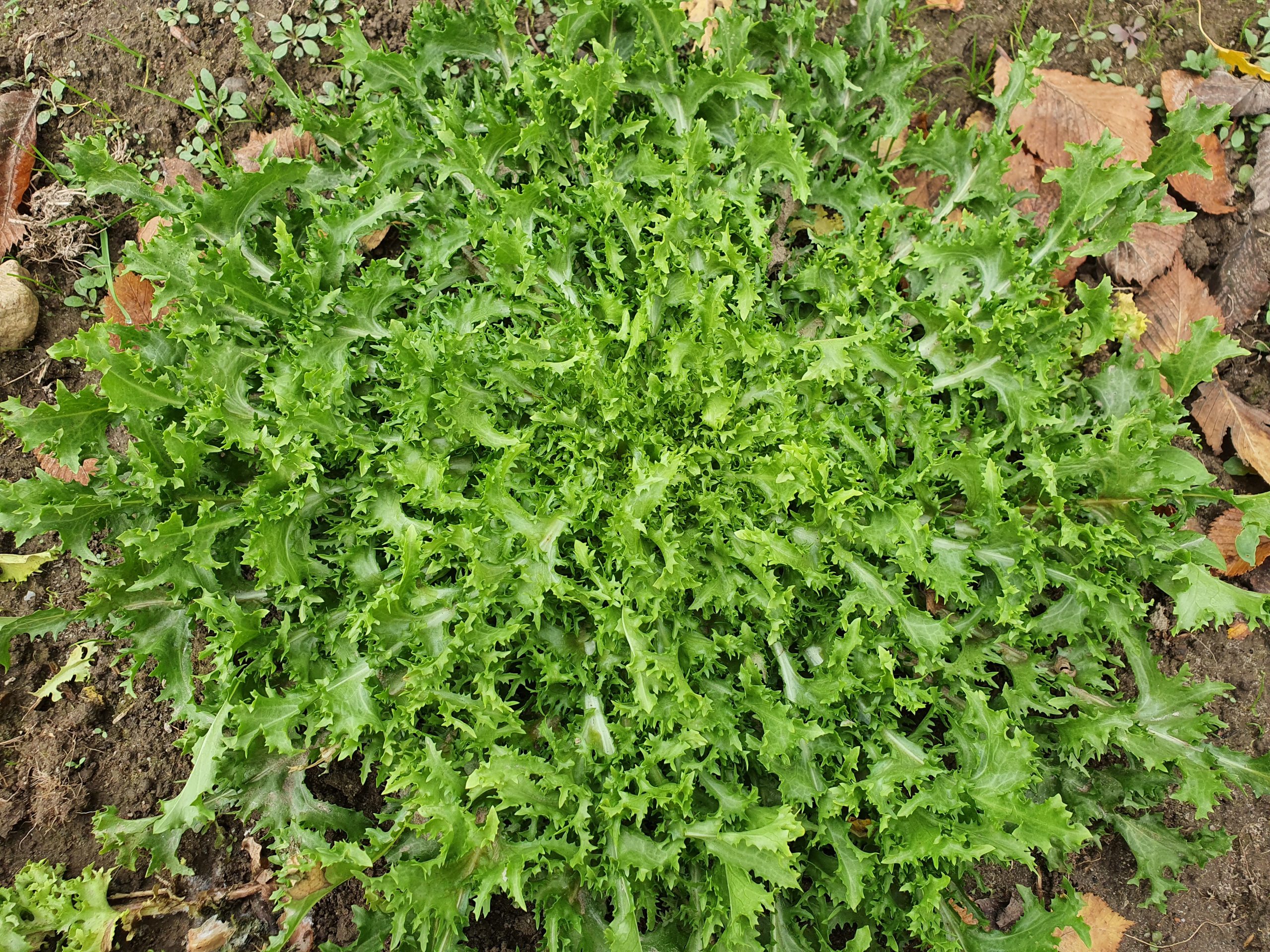 Quelle: Bundessortenamt 2019