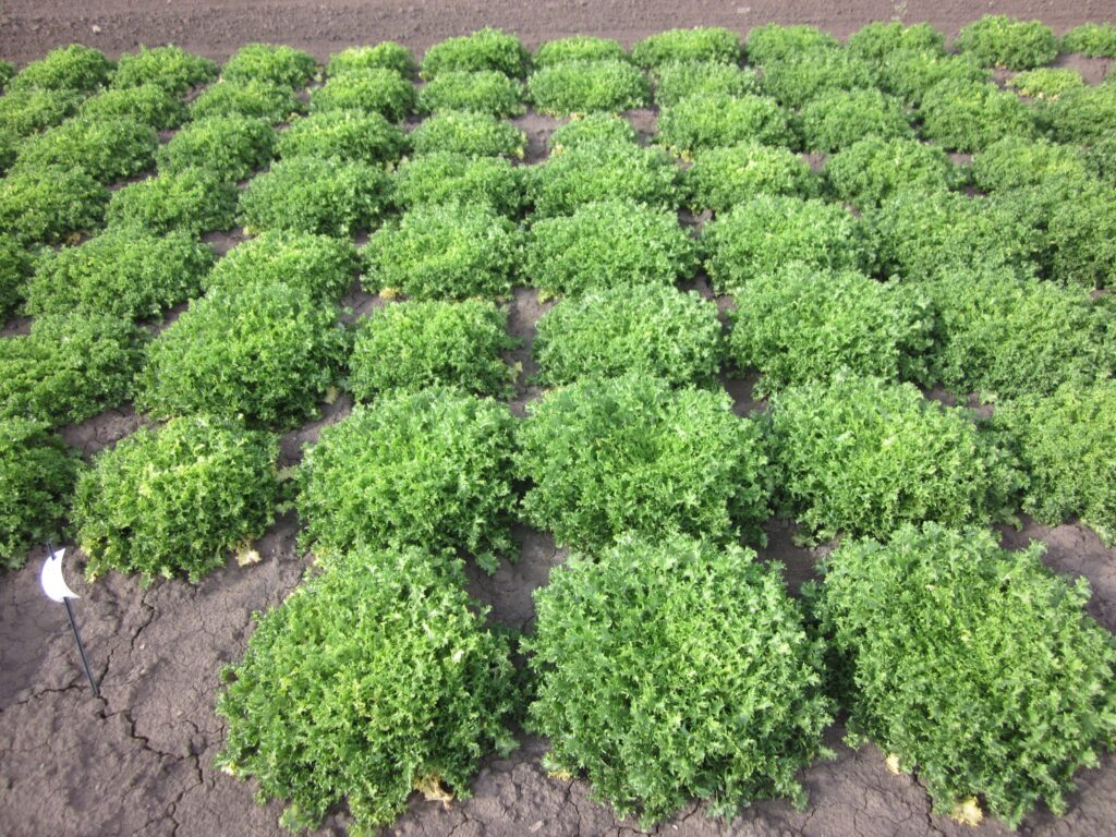 Quelle: Bundessortenamt 2019