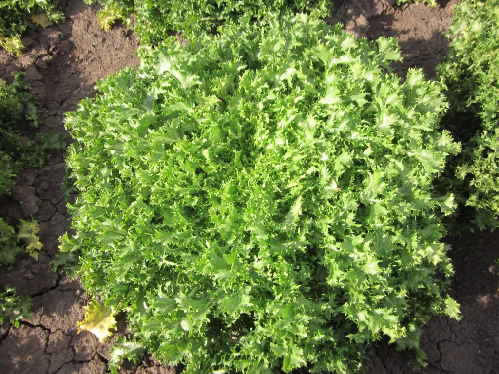 Quelle: Bundessortenamt 2019