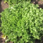 Quelle: Bundessortenamt 2019