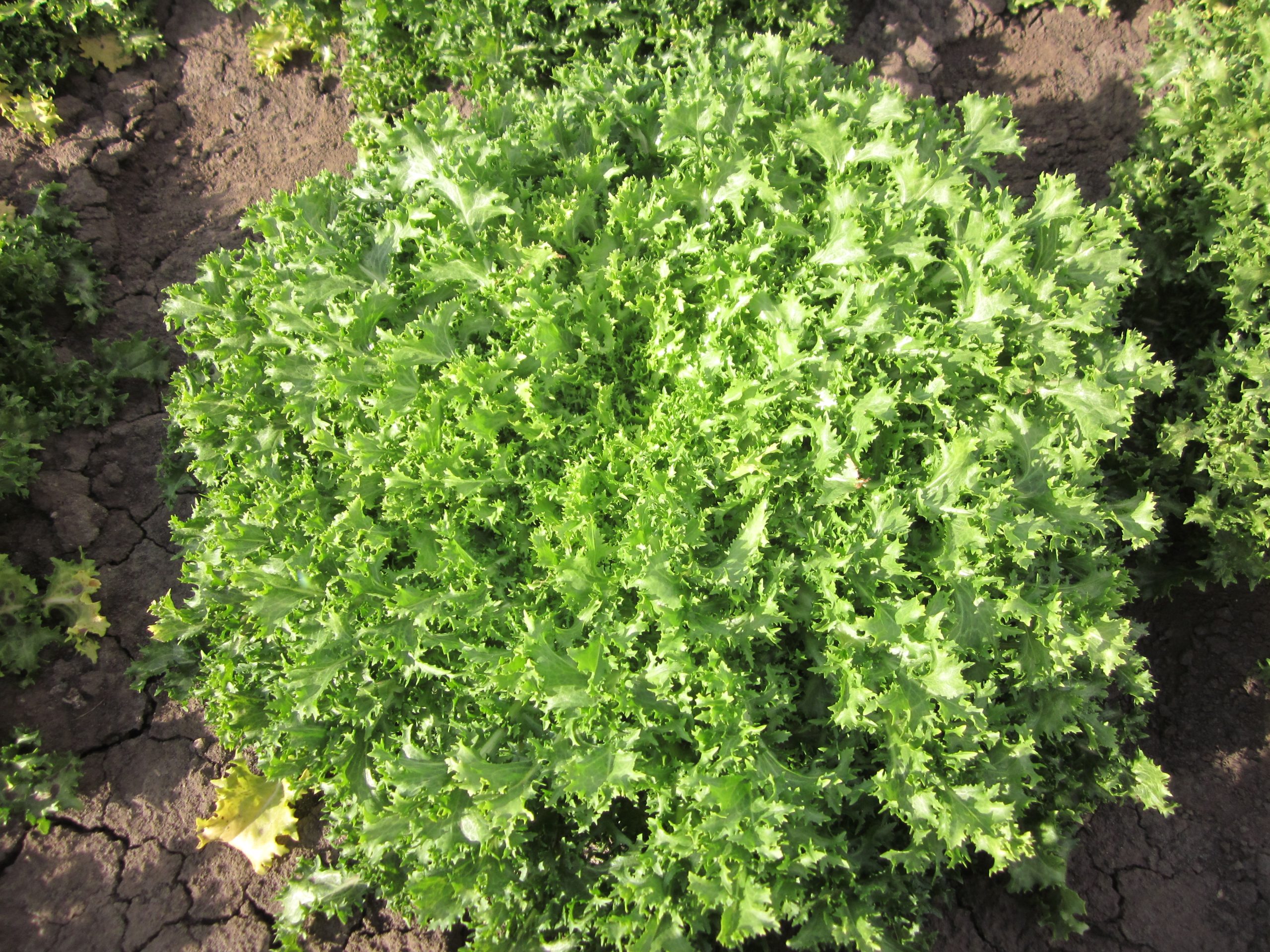 Quelle: Bundessortenamt 2019