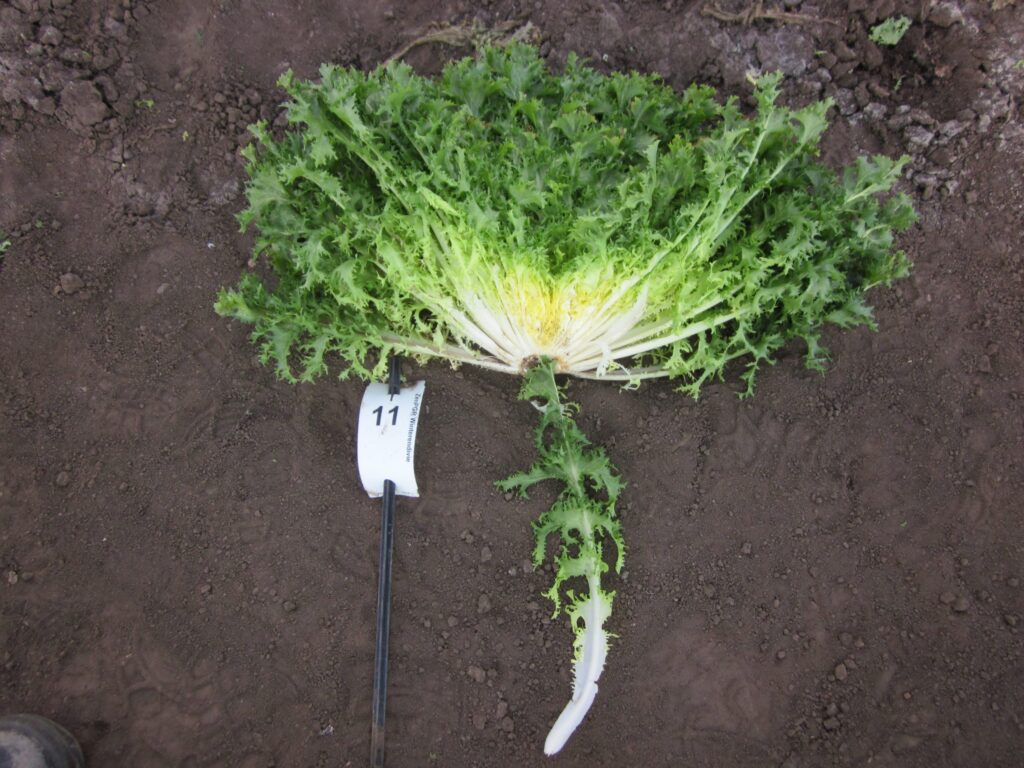 Quelle: Bundessortenamt 2019