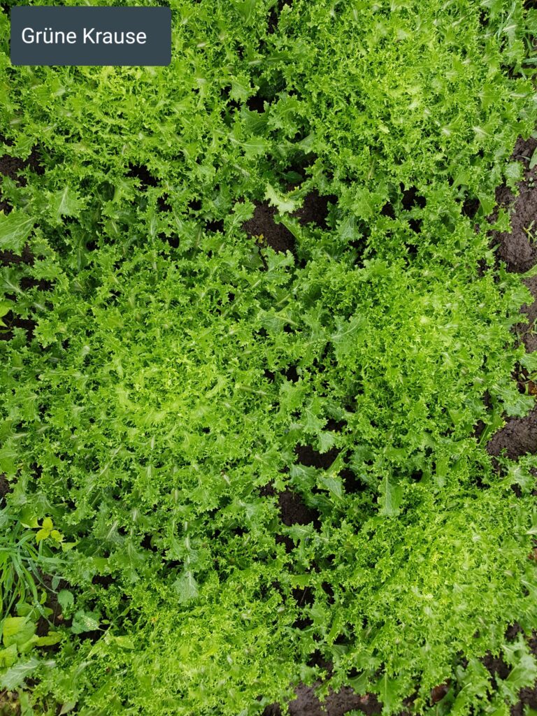 Quelle: Gärtnerei Apfeltraum