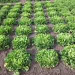 Quelle: Bundessortenamt 2019