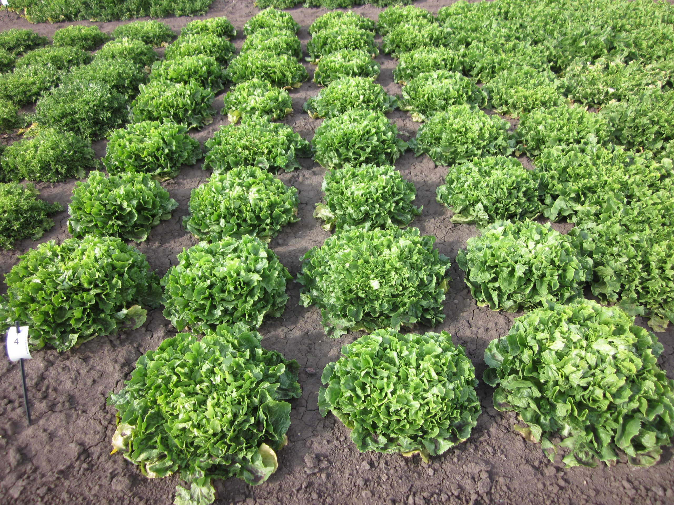 Quelle: Bundessortenamt 2019