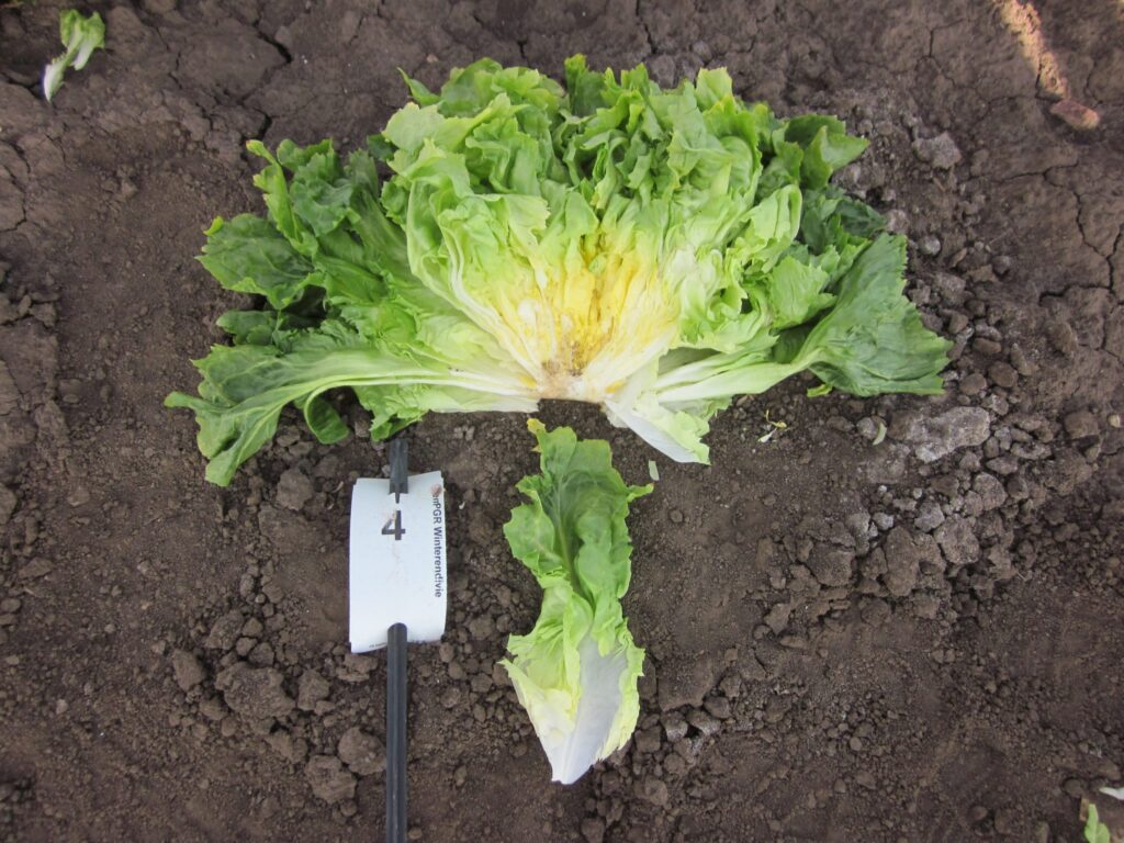 Quelle: Bundessortenamt 2019