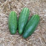 Quelle: Landwirtschaftsbetrieb Johannishöhe