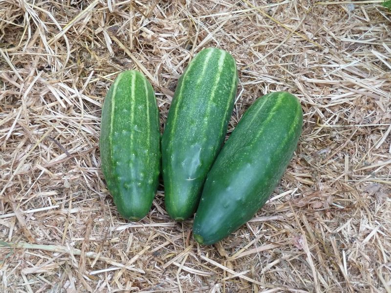 Quelle: Landwirtschaftsbetrieb Johannishöhe
