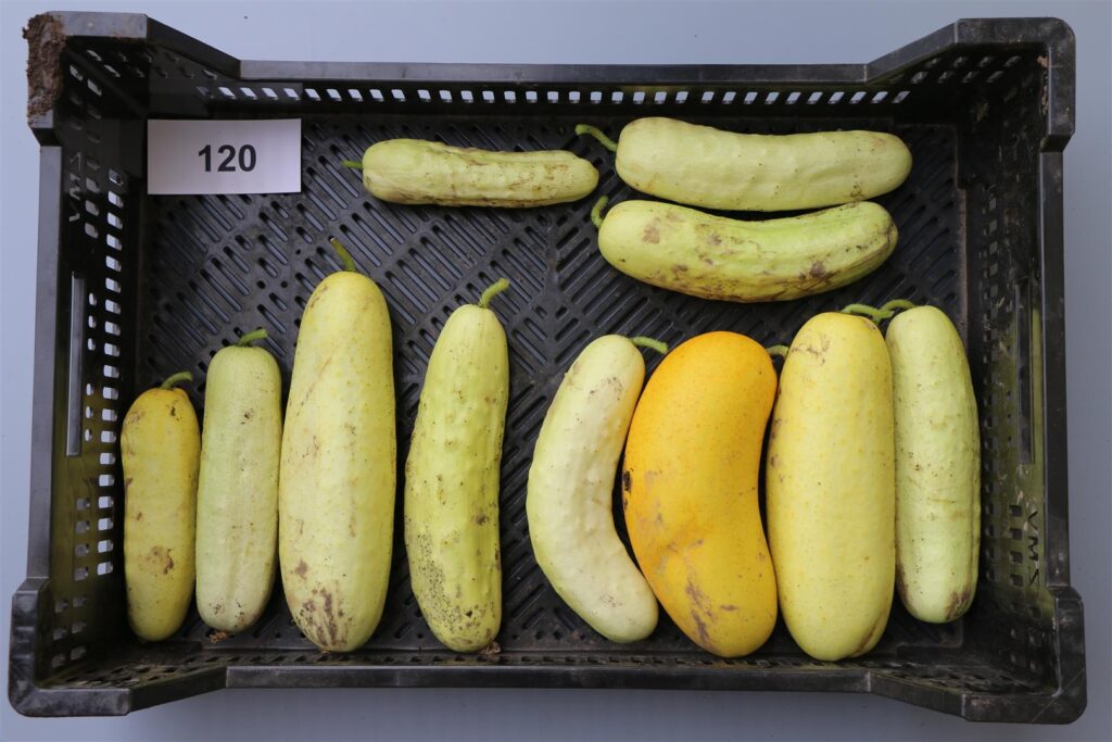 Quelle: Bundessortenamt 2020