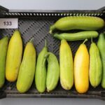 Quelle: Bundessortenamt 2020